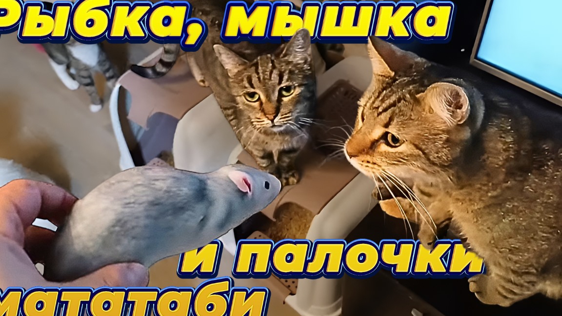 Рыбка , мышка и палочки мататаби.
