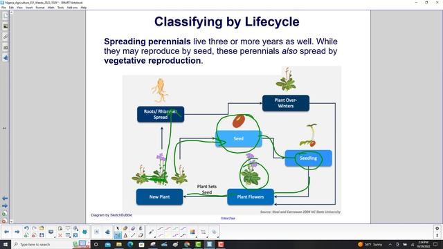 Classification of Weeds
