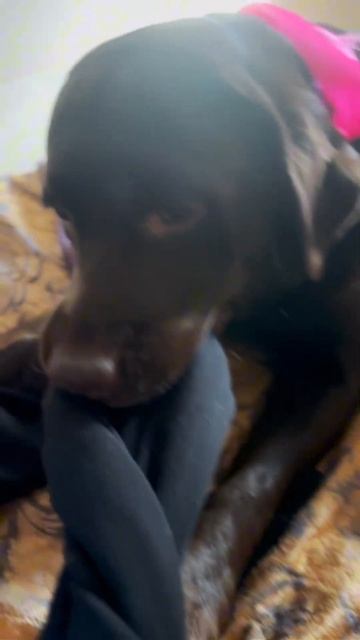Принес подарок, а отдавать не хочет( #labrador #family