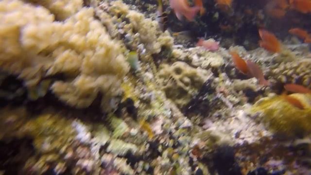 Diving in the Philippines - Atlantis Resort, Puerto Galera