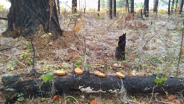 Родовое поместье на Нейве - 9 встреча - Осень Золотая
