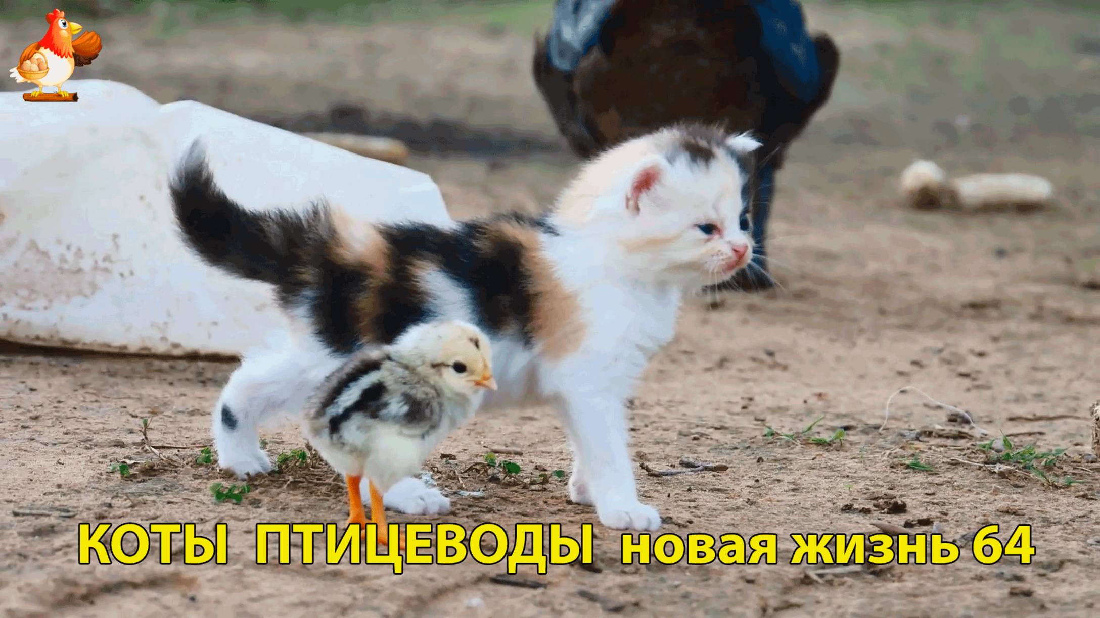 Коты птицеводы со своими подопечными 😹🐈🐈 Новая жизнь – выпуск (64) ❣️🤗😂