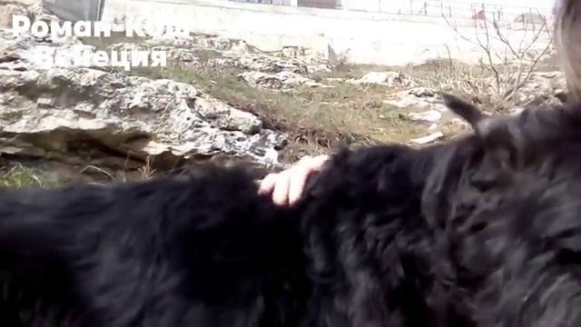 Роман-Кош Венеция Дарк Найт 14,5лет.Кулики.2020г. дочь Балаклавы и Танго Савали