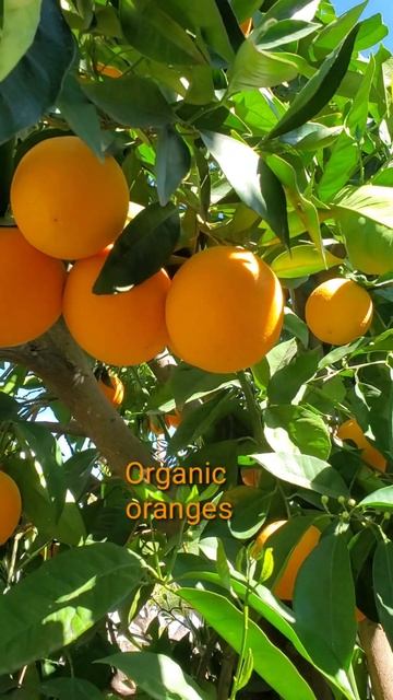 Organic Orange Tree #shorts