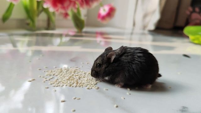 джунгарик Марио