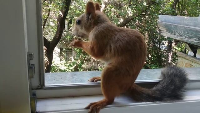 Белочка Дуся пришла подкрепиться орехами#nature#animals#squirrel#животные#белка#природа