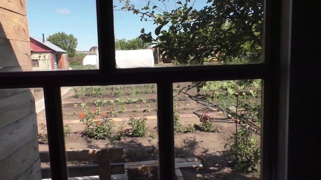 О выращивании капусты китайской