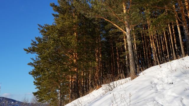 Величественный сосновый лес рядом с прудом. Удивительный лесной релакс в 4K.