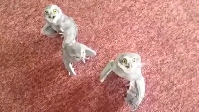 Поющие совята