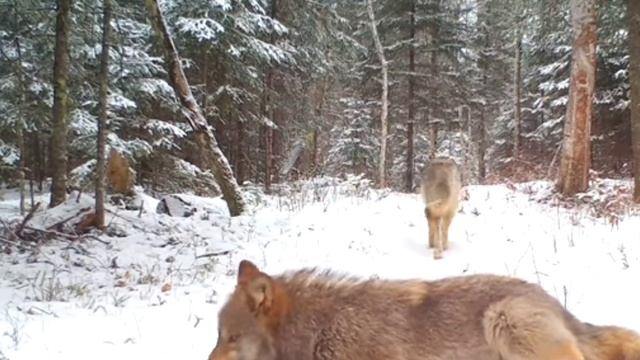 Видео фотоловушки 🐺🐺🐺🐺