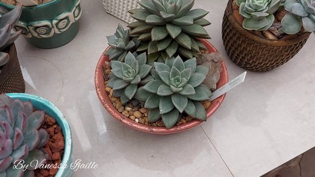 Um pouquinho da minha coleção! 🌿💕🍀