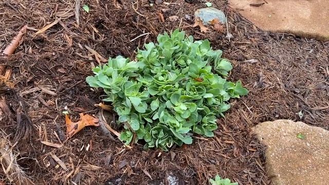 Sedum plant FALL maintenance - What to do in FALL