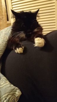 Котик Марсик перед сном намывает белоснежную манишку и лапки 🤗🌃