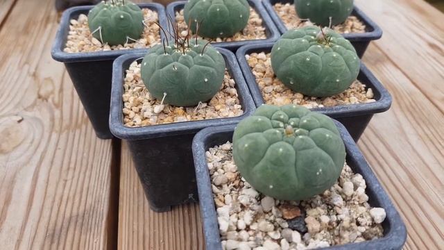 선인장이야기 기선옥.  Matucana madisoniorum