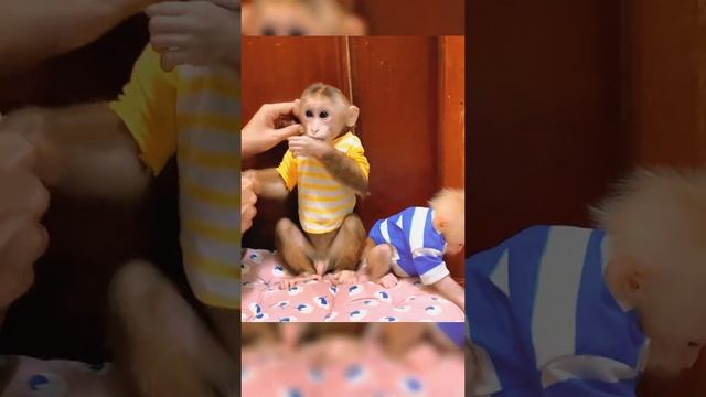 Смешные макаки.😱😂😂😂