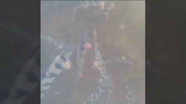 Залипательное видео.
Интересно, как они с таким прицелом вообще умудряются поймать себе добычу?