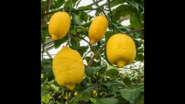The Benefits of Lemons/Citron (Gulgal/Bajura) The Prophet (Pbuh) said