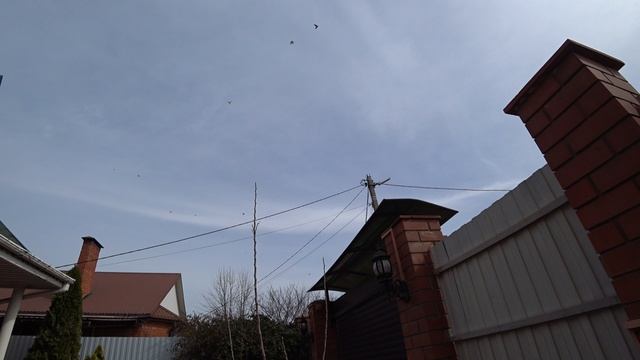 15.03.25 г. Андижанские голуби, посадка (5)
