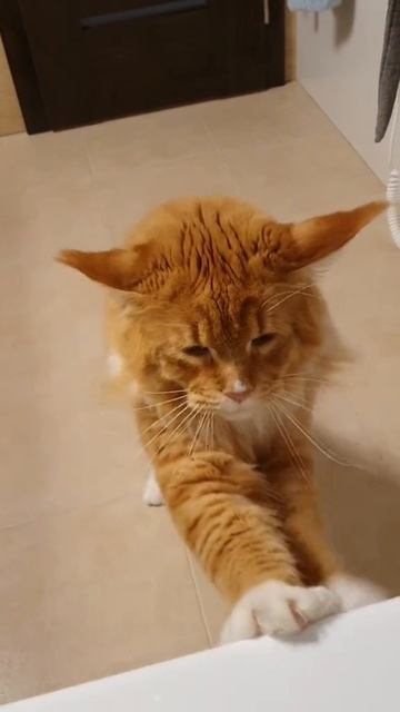 Кот показывает, как нужно правильно умываться!