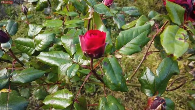 Eric B’s Daily Vlogs #699 - Revisiting The Rose Garden For Vlog Number 699