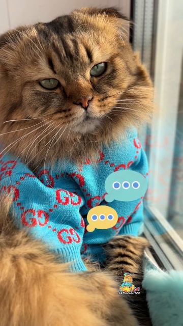 Не стесняйтесь, ставьте👍 😸 #котики #юмор #животные