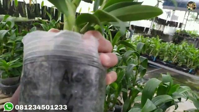 Promo Paket Anggrek Dendrobium Free Ongkir