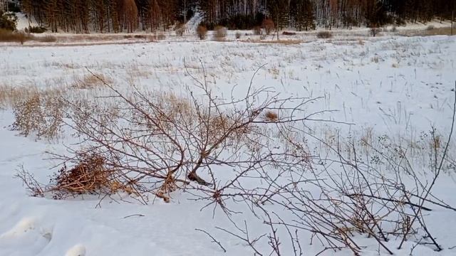Место ликвидации свалки в Ачинске