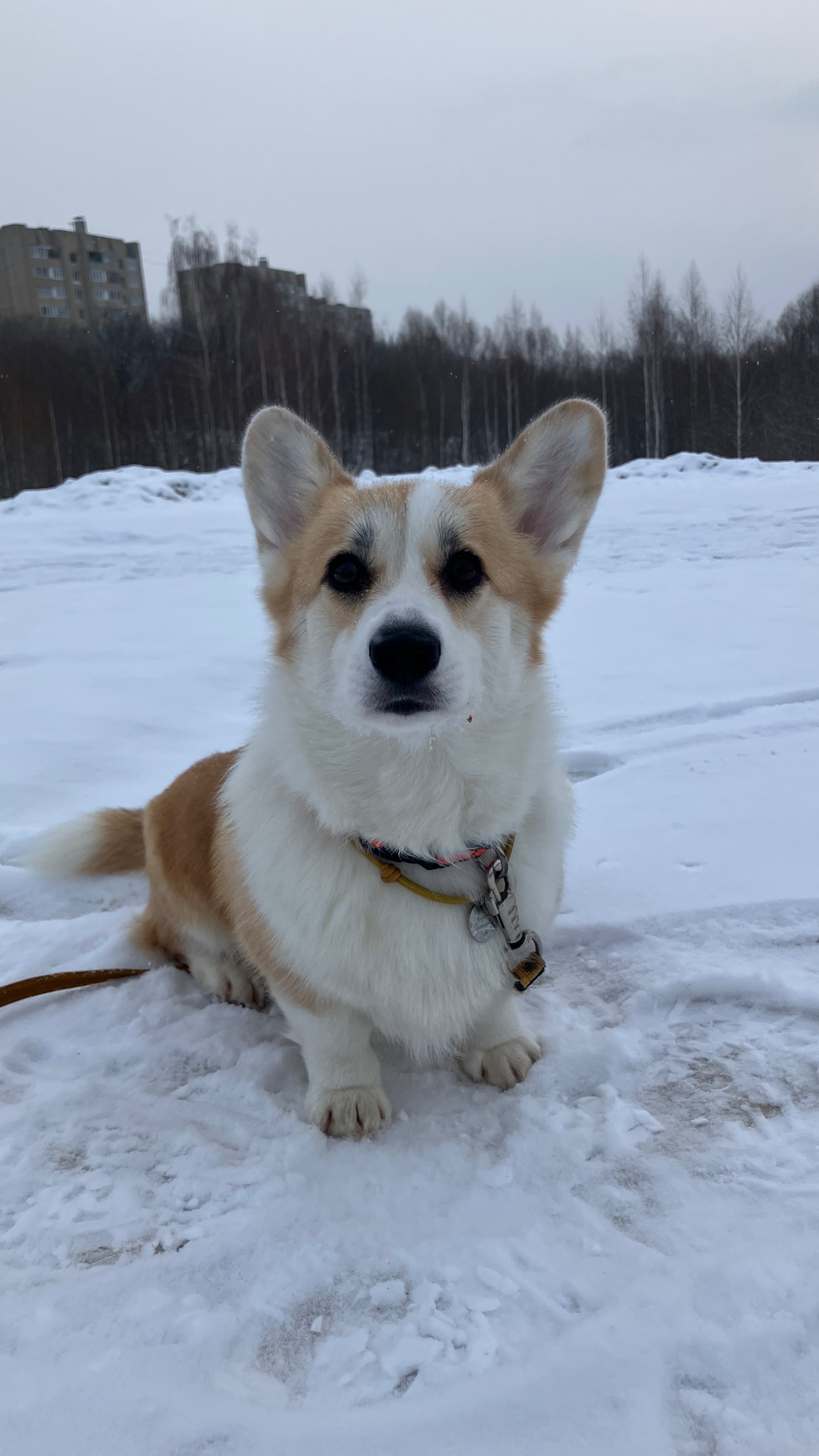 Дори на прогулке. Любительница снега.