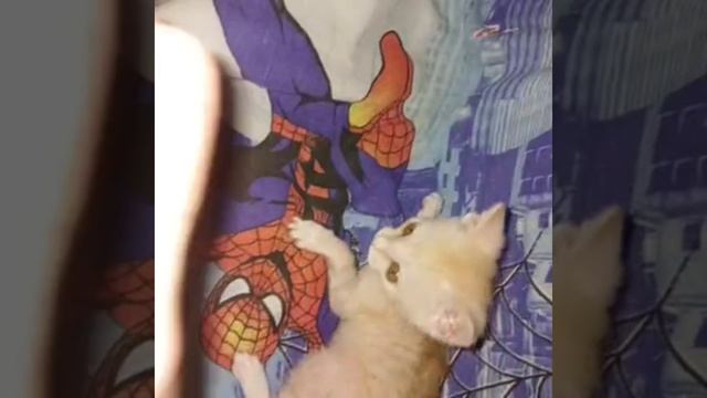 Знакомство с Люциком #котики #которебенок #Люцик #смешныекоты #милота
