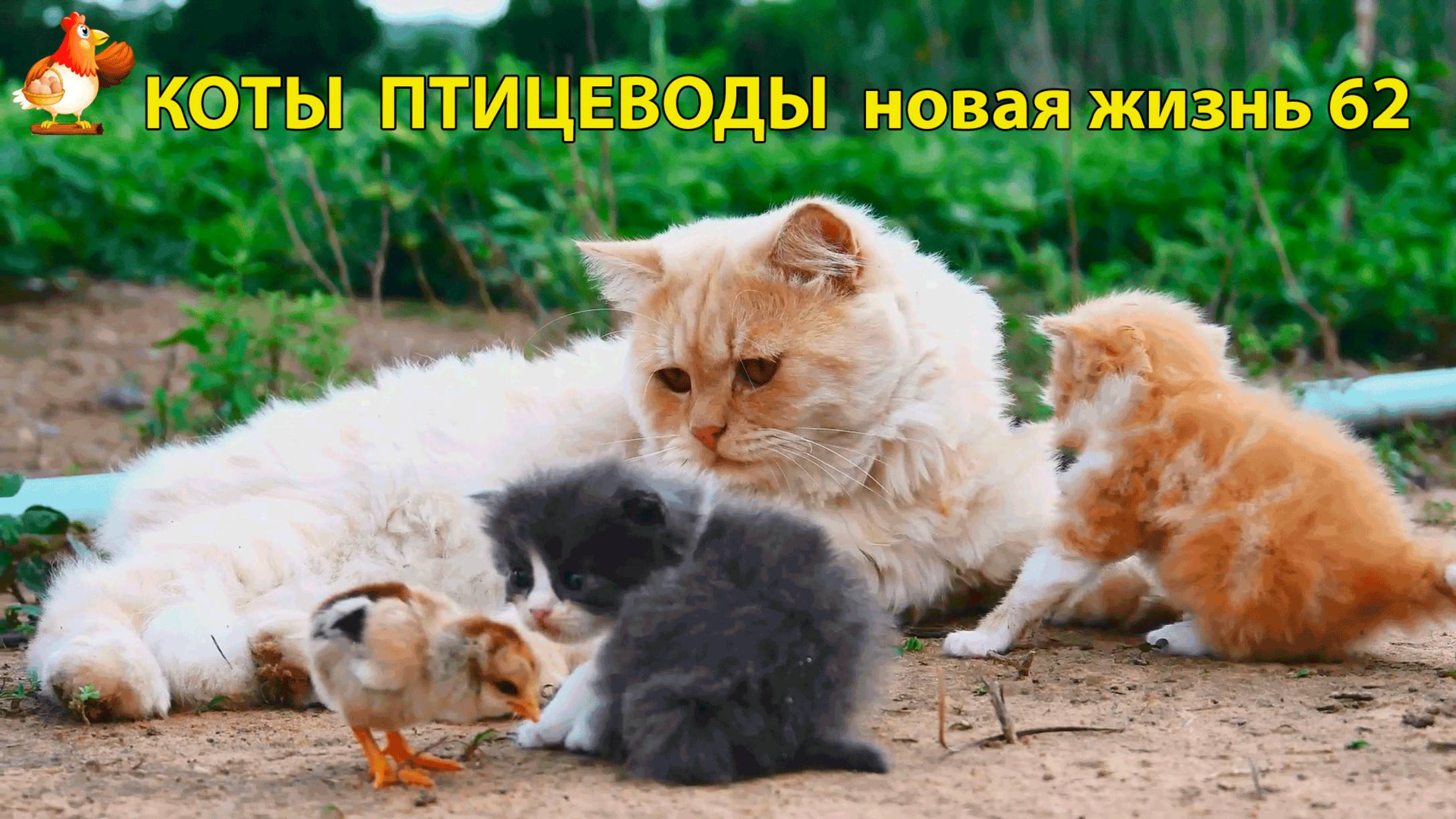 Коты птицеводы со своими подопечными 😹🐈🐈 Новая жизнь – выпуск (62) ❣️🤗😂