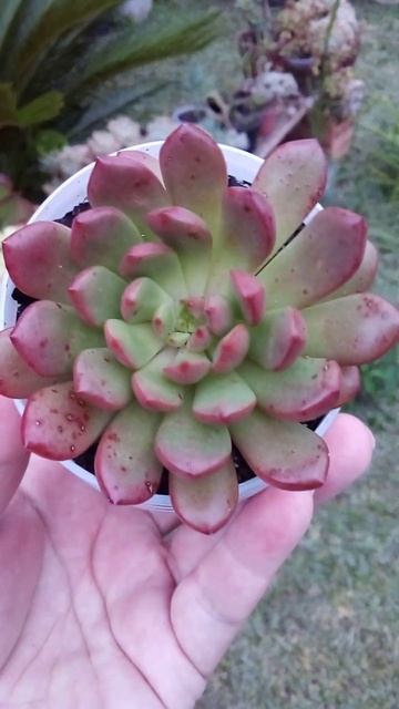 Graptoveria Bashful 😊