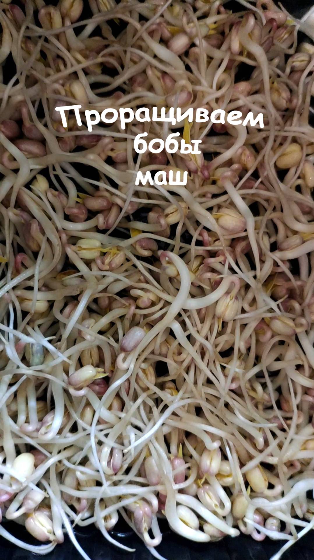 Как прорастить бобы мунг маш