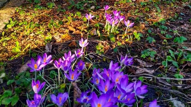 Подарки МАРТа калининградцам