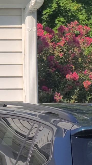 Red Crepe Myrtles blooming in December winter in Bahariterra