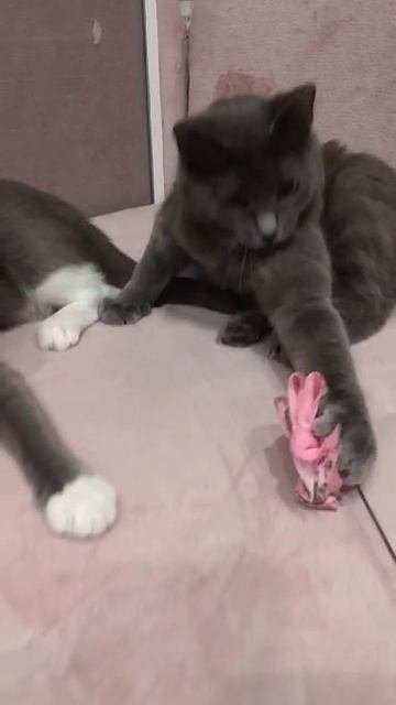 Двое котят в добрые руки