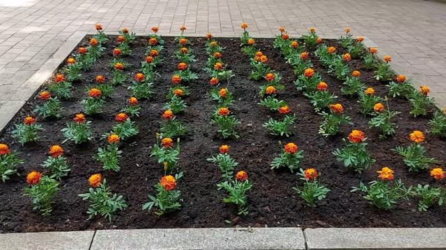 Высадили бархатцы в офисном дворике. (1)