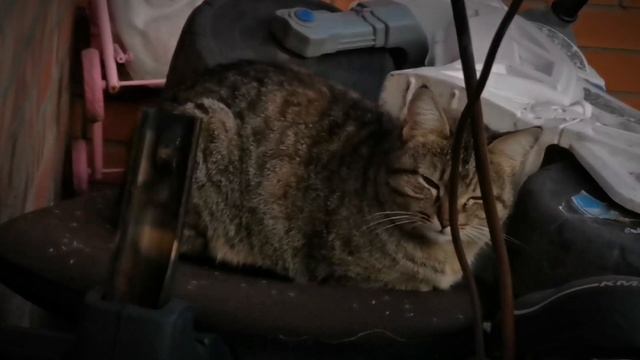 Котянка отдыхает