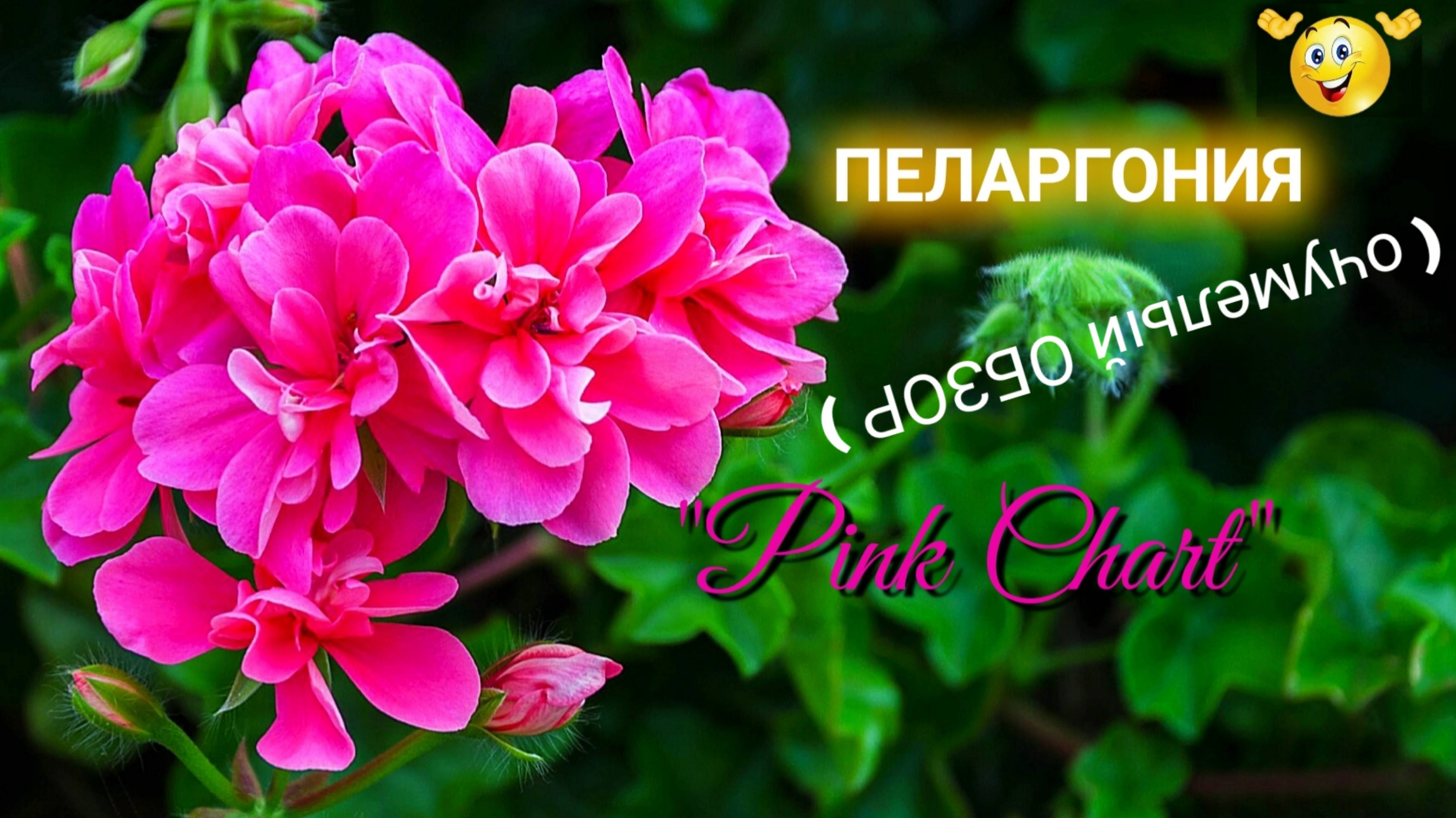 Пеларгония "Pink Chart" (плющелистная).  Обзор.