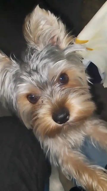 Милота
