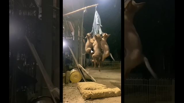 SVID_20250131_214144_1.mp4