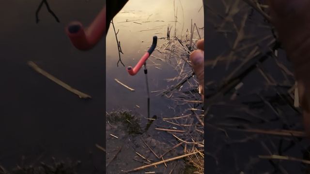 Скоро на всех водоёмах страны, караси проснулись