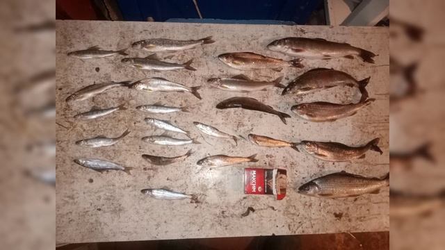 Рыбалка!🎣
Рыбки!🐟🐟🐟