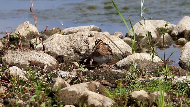 Бекасы кормятся, отдыхают. Gallinago gallinago. Птицы Беларуси.