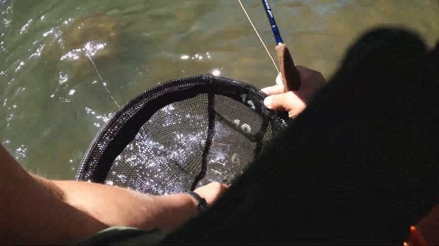 Fished DRY flies during CRAZY PMD hatch // Fly Fishing Mill Creek at Black Rock