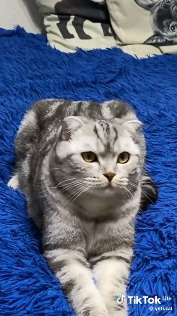 смешные котики
