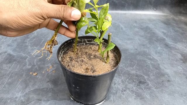 Lemon tree cutting using Tomato ||  Lemon Tree Propagation