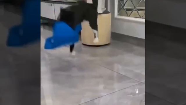 Котик.