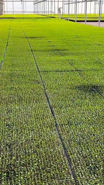 Asi Crecen El Apio En La Nercería 🌱 #agricultura #shorts #AG