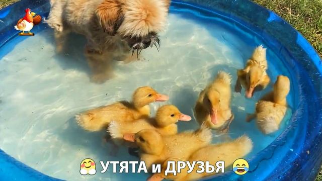 Утята с друзьями – мир нежных эмоций 🤗 эпизод (91)