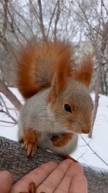 Белочка